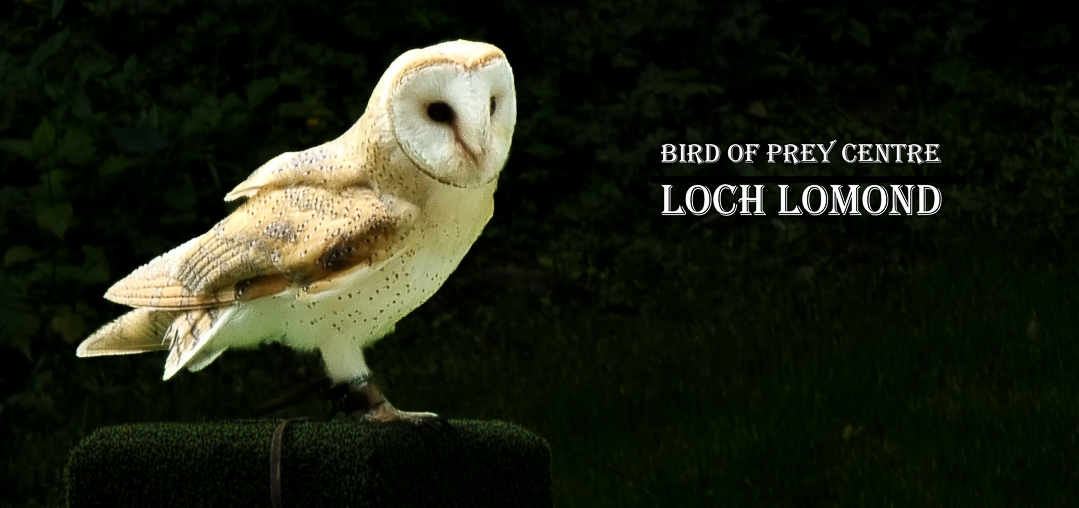 Birds of Prey Loch Lomond