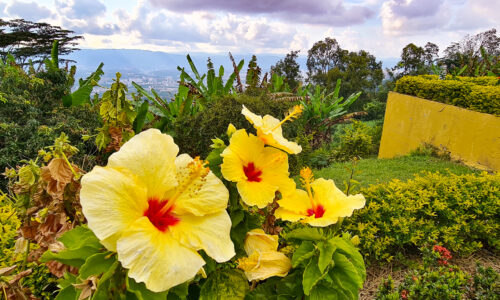 A vibrant array of beautiful flowers at Cerro del Santisimo, showcasing nature's colorful masterpiece.